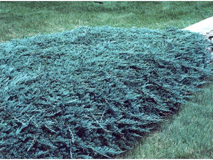 Juniperus Blue Rug