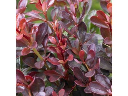 berberis thunbergov atropurpurea 03