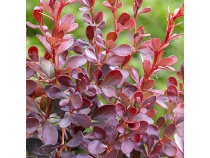 19bd4f5f6b5e18c5f782903ba3dcb106