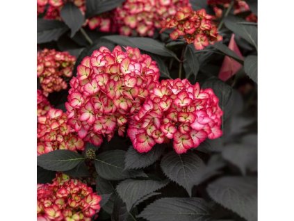 Zahradna hortenzia Eclipse Hydrangea macrophylla