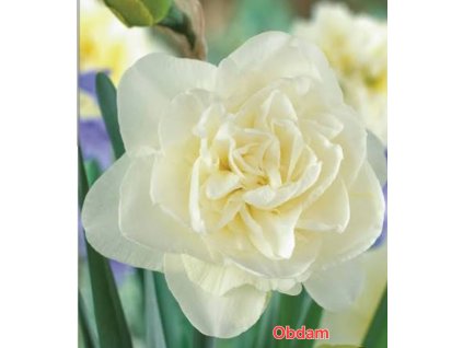 Narcis Obdam bal.5ks