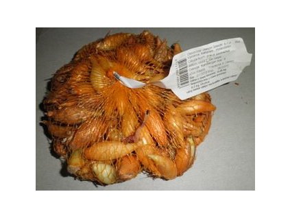 cibula bamberger (1)