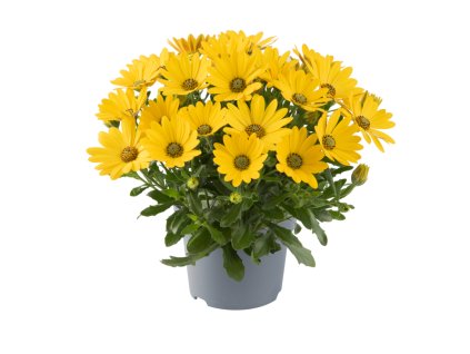 Osteospermum ecklonis Dalina Yellow Impr. 41446 3