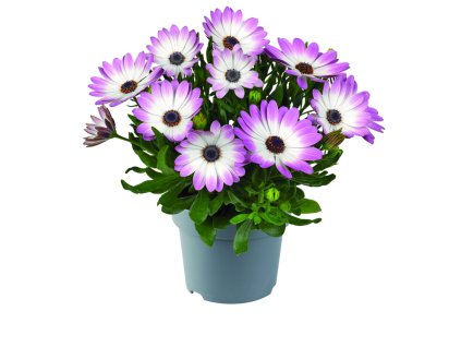 Osteospermum ecklonis Dalina Pink Bicolour 38153 3