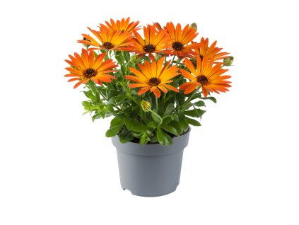 Osteospermum ecklonis Dalina Orange 37636 2