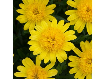 Osteospermum 3D Yellow Bloom 8449 1620e236d92096