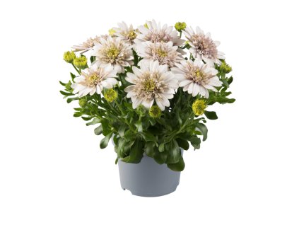 Osteospermum ecklonis Dalina Double Pedro Impr. 41431 3