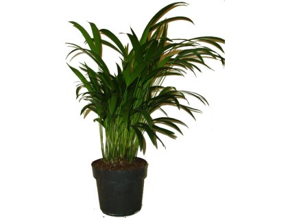 palma areca dypsis lutescens stredni 3083 3250 2483