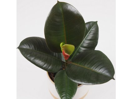 ficus elastica robusta plantizia 3