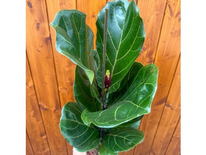 Fikus lýrovitolistý (Ficus lyrata) (2) cr 1300x1300