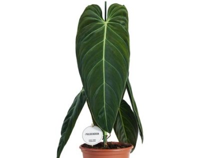 gv0oelq992h4nmdce647tls0qhucn58vclog9sup 360