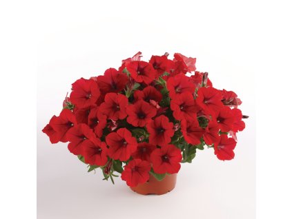 Petunia grandiflora Surfinia Deep Red 30131 2