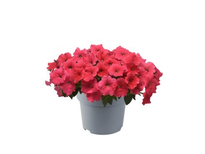 Petunia x hybrida E3 Easy Wave F1 Coral 37222 4