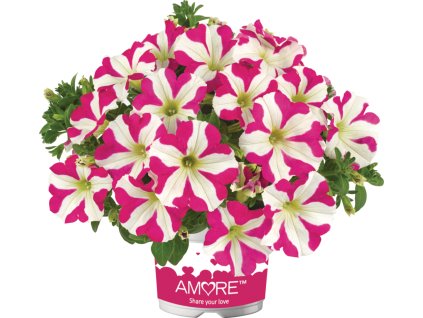 Petunia grandiflora Amore Pink Heart 36285 4