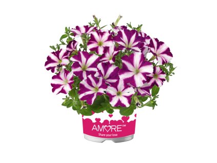 Petunia grandiflora Amore Joy 34126 12