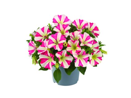 Petunia grandiflora Amore King of Hearts Impr. 43419 2