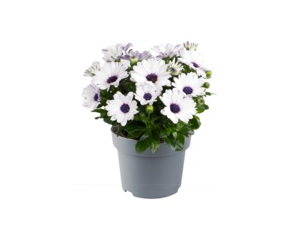 Osteospermum ecklonis Dalina Inez 36784 9