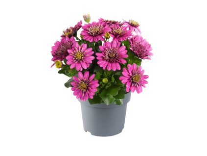 Osteospermum ecklonis Dalina Double Francisco 35968 3