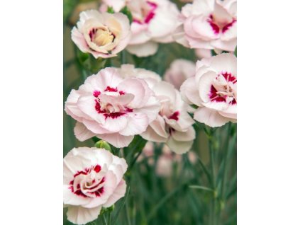 dianthus plumarius angel of virtue