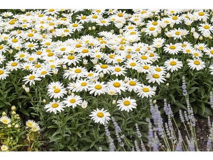 leucanthemum snow cap 8