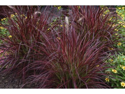 Pennisetum advena Fireworks 2
