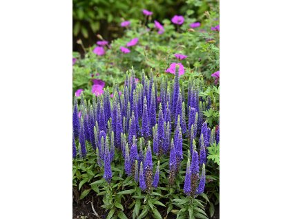 veronica royal candles 2