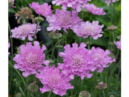 Scabiosa Flutter Rose Pink 2 scaled