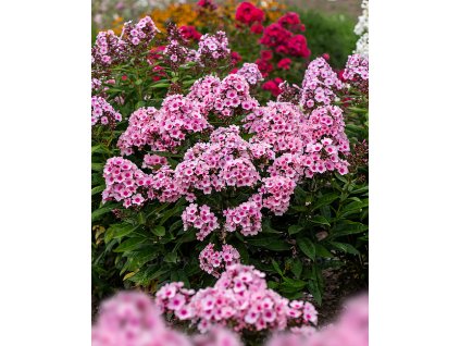 byliny i trawy summer flowering 76261 1