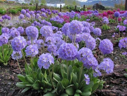 pierwiosnek fioletowy Blue Selection primula