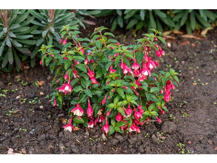 fuchsia lady thumb 3