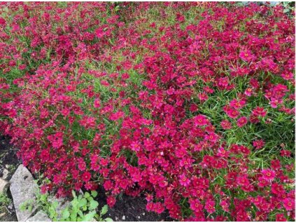 coreopsis ruby red