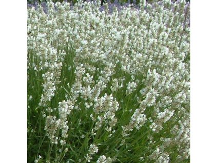 lavandula ang artic snow 1629374119 src