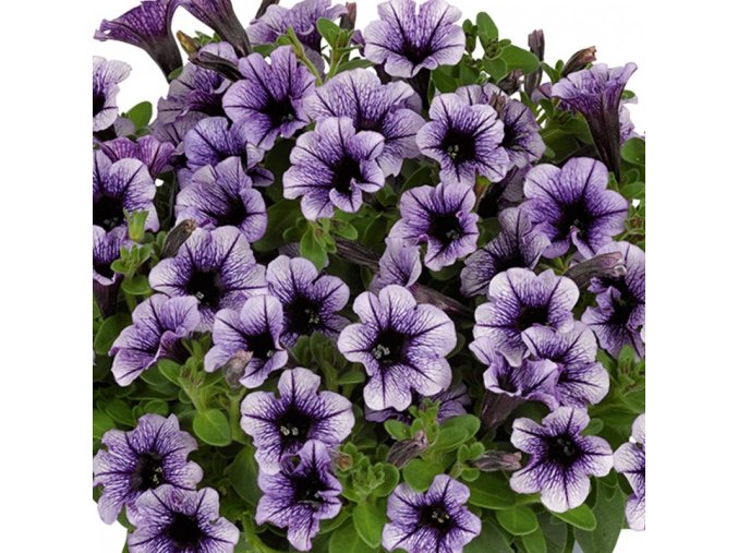 petunia milliflora vivini violet vein 31263 5