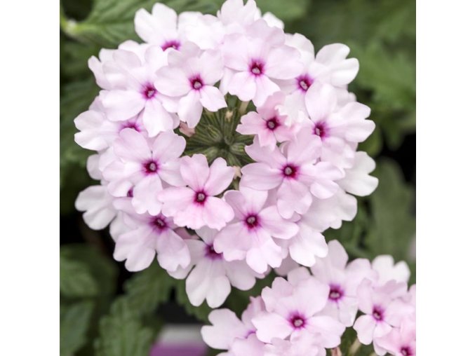 Verbena Vectura Soft Pink Eye 630x630 proportionalsmallest (1)