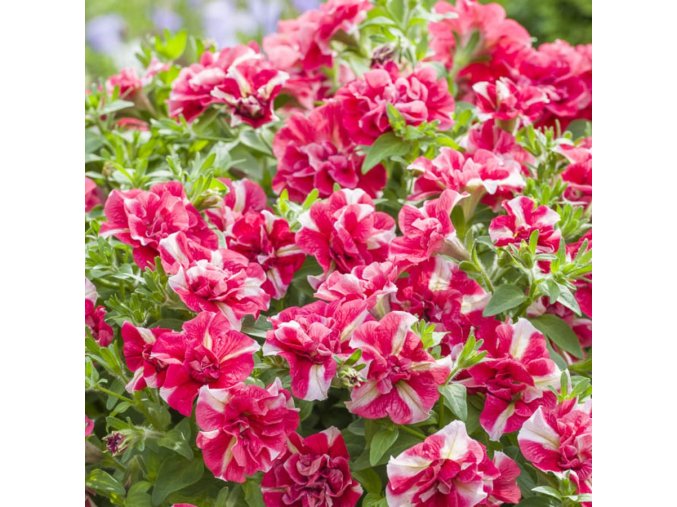 cherry ripple tumbelina 900x900 626febcd3207f src