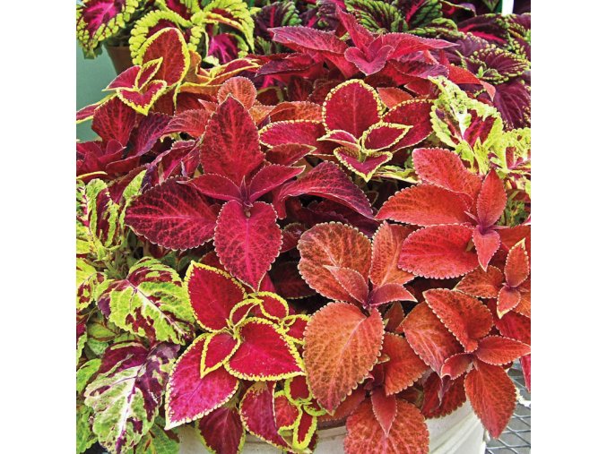 Coleus Wizard mix
