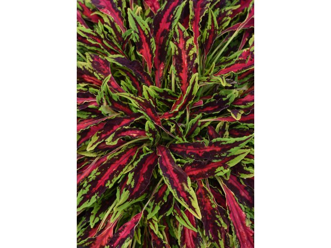 Coleus blumei Flame Thrower Spitfire 41586 1