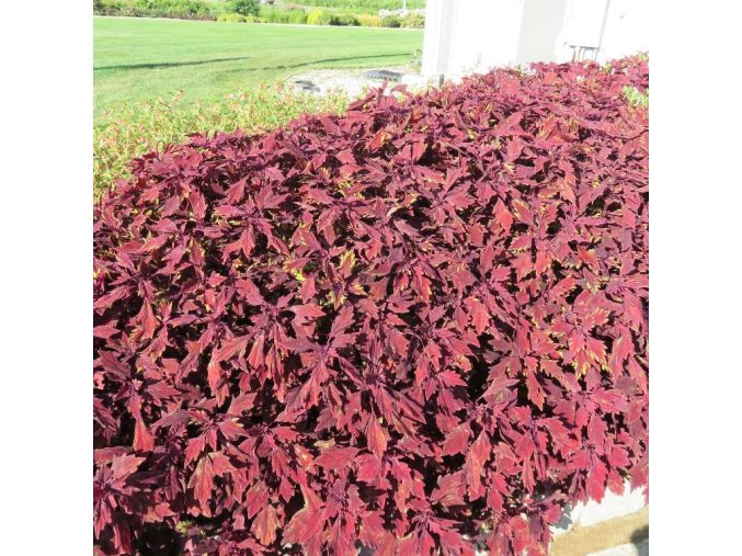 Coleus Flamethrower Salsa Roja Ball 2020