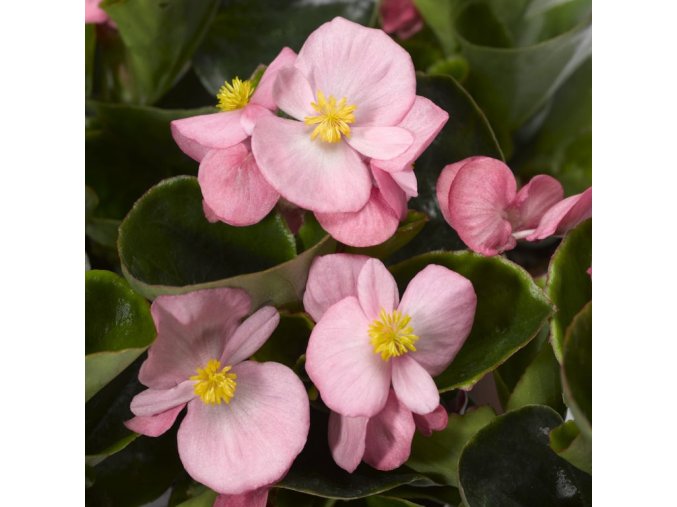 begoniaSemperflorens pink syn 768x768