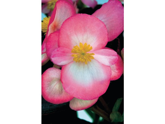 Begonia semperflorens New Globe F1 Ducolour 10599 6