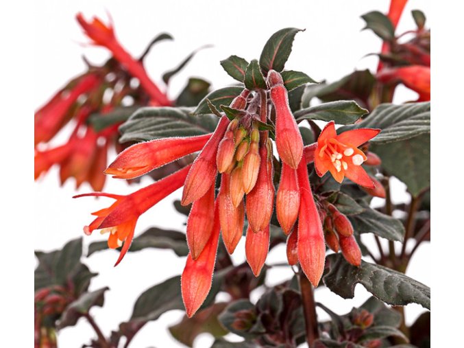 8812745 PR DE 001 FuchsiaFuchsieKoralleDehnerExpressHerzig