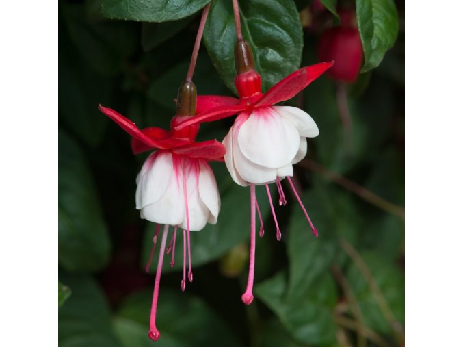 Fuchsia 20Sir 20Matt 20Busby 202020 1620e235e22385
