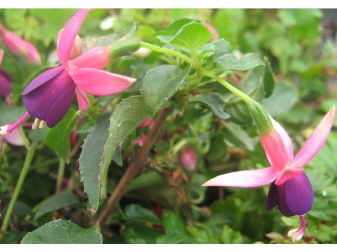 fuchsia president george bartlett 17