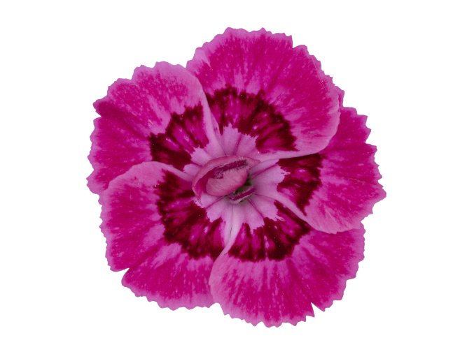0330628 48 dianthus caryophyllus dancing jive 12 cm.66b1f5694c902