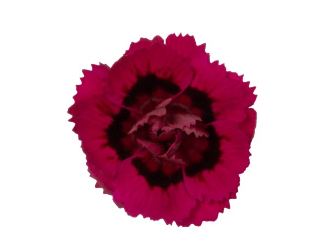 0330629 104 dianthus caryophyllus dancing flamenco.66b1f569511f8