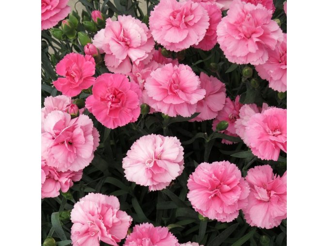 pac dianthus dinamic pink 7840 p