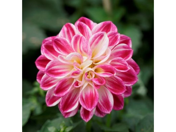 dahlia IMAGINE PURPLE WHITE