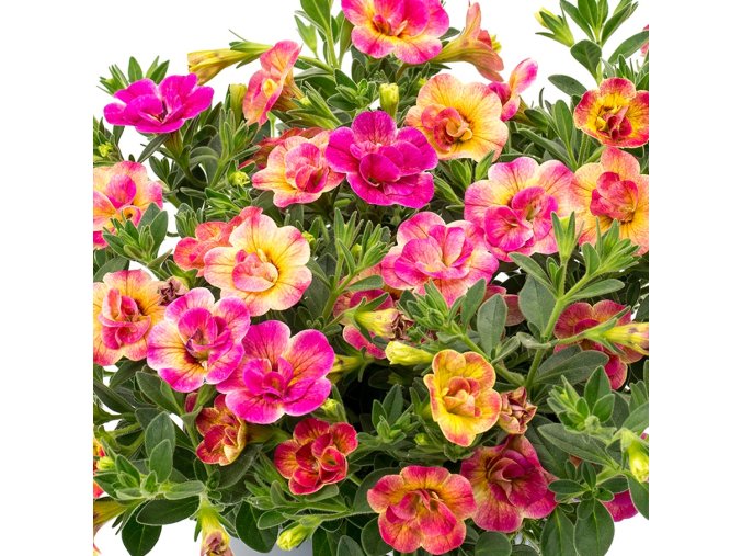 calibrachoa parviflora chameleon double pink yellow 32427 6
