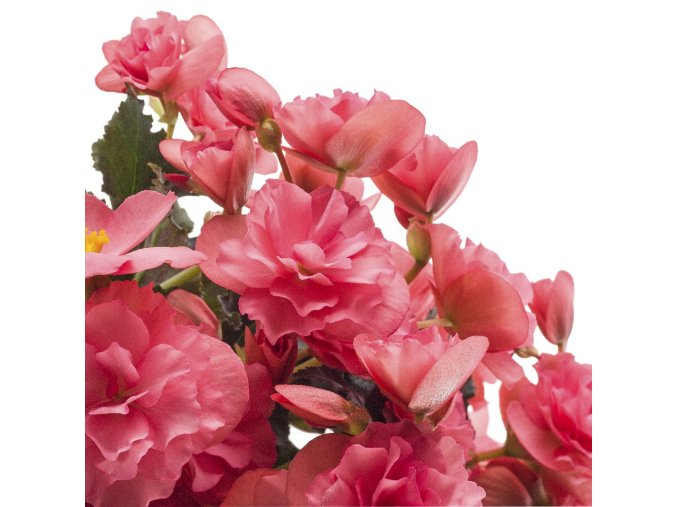 begonie sunbrero pink