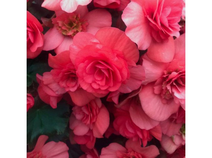 begonia sunbrero dark pink mini mottes 15682 1
